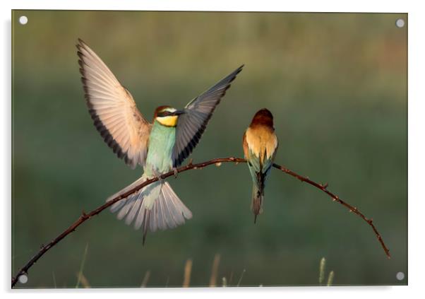 Bee Eater Landing Acrylic by Val Saxby LRPS