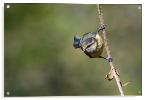 Blue Tit Acrylic by Val Saxby LRPS