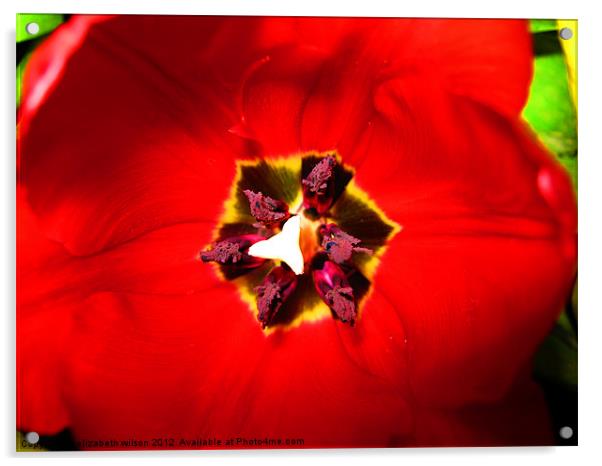 Red Tulip Acrylic by Elizabeth Wilson-Stephen
