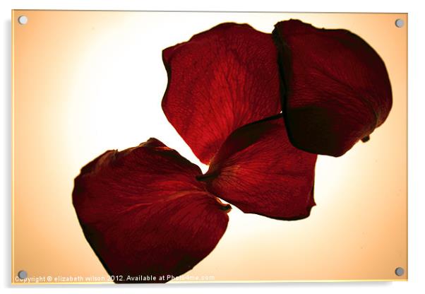 Rose Petals Acrylic by Elizabeth Wilson-Stephen