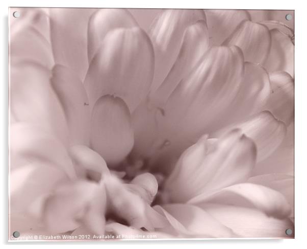 White Chrysanthemum Portrait Acrylic by Elizabeth Wilson-Stephen