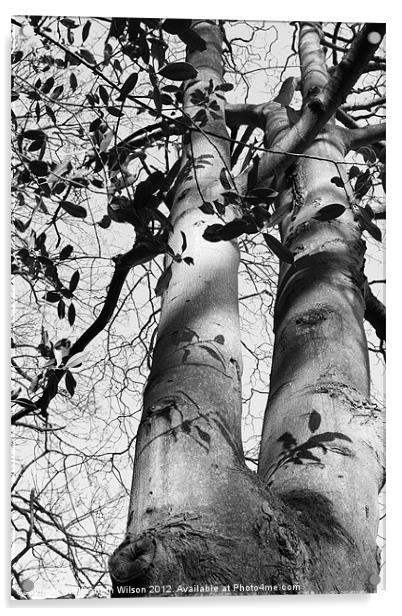 Tree Shadows Acrylic by Elizabeth Wilson-Stephen