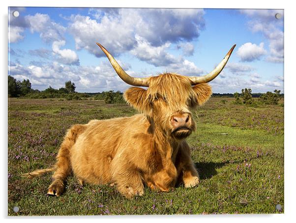 Highland Cattle in New Forest Acrylic by Jennie Franklin