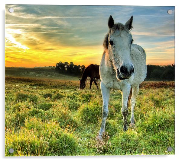 Pony Sunrise Acrylic by Jennie Franklin