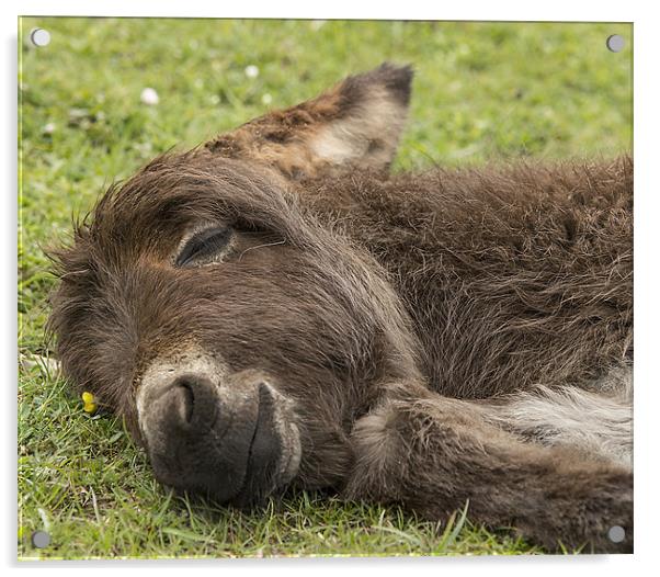 Sleeping Donkey Foal New Forest Acrylic by Jennie Franklin
