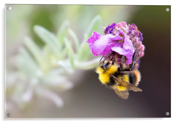  Bumble Bee on Lavender Acrylic by Jennie Franklin