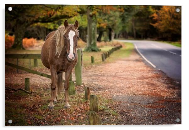  Autumn New Forest Pony Acrylic by Jennie Franklin