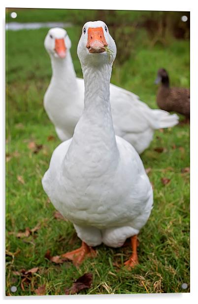  Goosey Goosey Gander Portrait Acrylic by Jennie Franklin