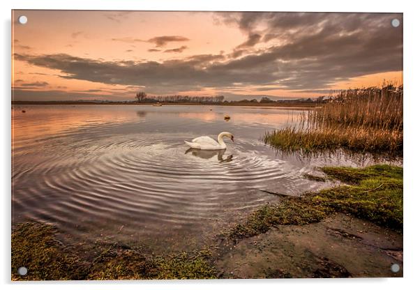 Swan Sunrise Acrylic by Jennie Franklin