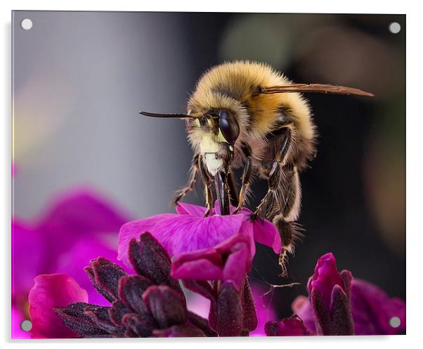  Beautiful Honey Bee Acrylic by Jennie Franklin