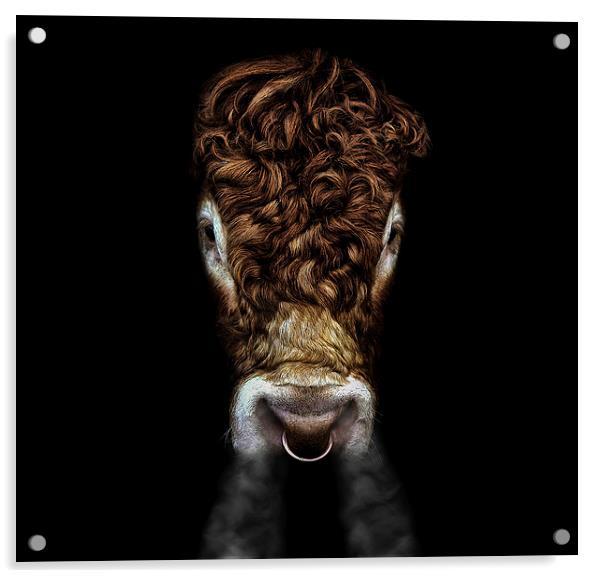 Raging Bull Acrylic by Jennie Franklin