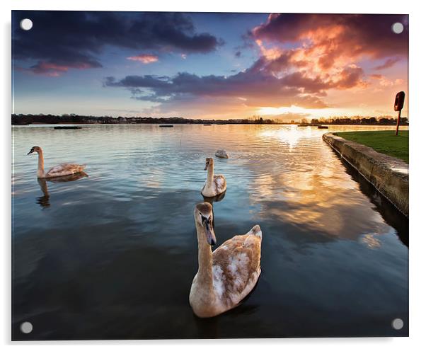  Swans at Sunrise Poole Park Acrylic by Jennie Franklin