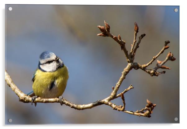 Bluetit lost in thought..... Acrylic by Jennie Franklin