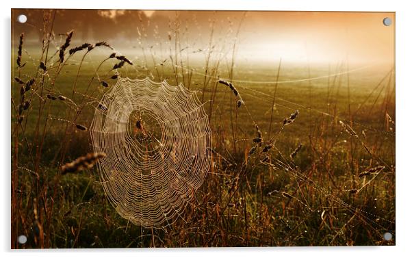  Web Sunrise Acrylic by Brian Sharland