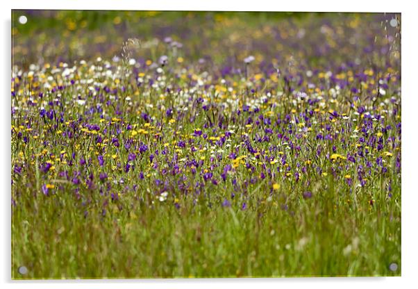 Wildflower Meadow Acrylic by Canvas Landscape Peter O'Connor