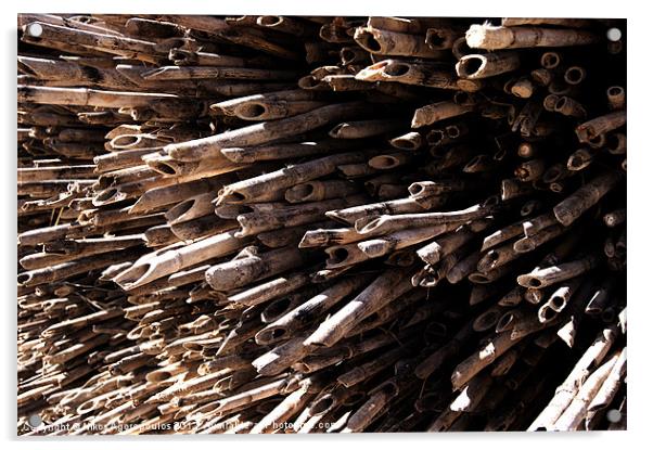 Reeds pile Acrylic by Alfani Photography
