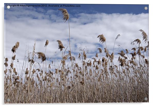 Windswept reeds 1 Acrylic by Alfani Photography