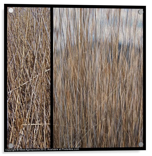 Reeds abstract 2 Acrylic by Alfani Photography