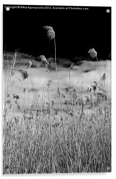 Windswept reeds 4 Acrylic by Alfani Photography