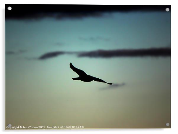 Gull in Flight on Braighe Acrylic by Jon O'Hara