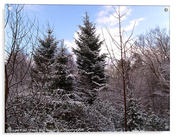 TREE SILHOUETTE SNOW Acrylic by Jon O'Hara