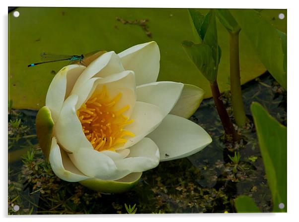 water lilly with Blue Damselfly Acrylic by Matthew Burniston