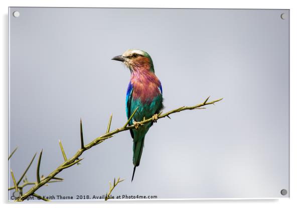 Lilac-Breasted Roller Acrylic by Keith Thorne