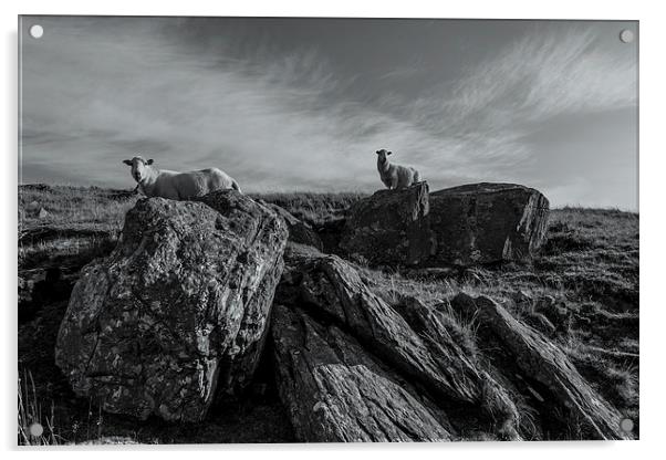 Sheep Acrylic by Gary Finnigan