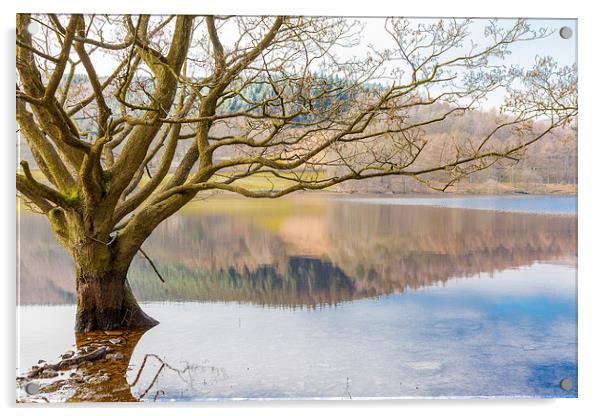 Bare tree Acrylic by Gary Finnigan