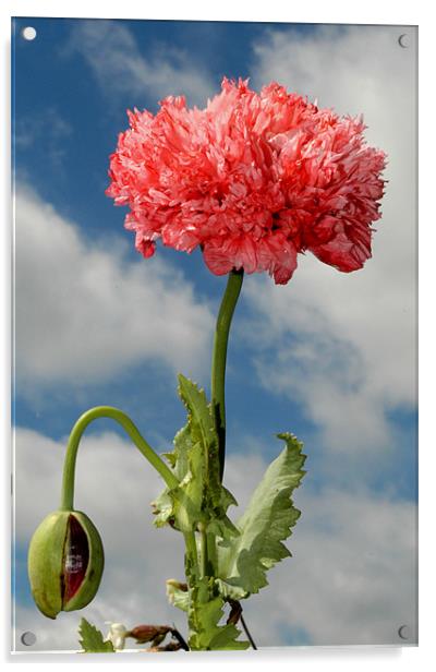 French Poppy Acrylic by Paul Amos