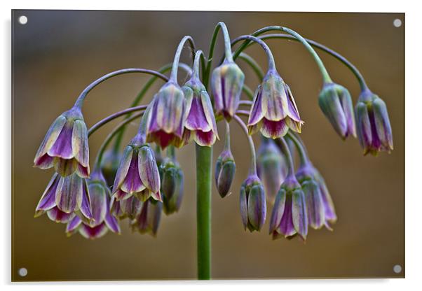 Floral Chanderlear Acrylic by Dave Reed