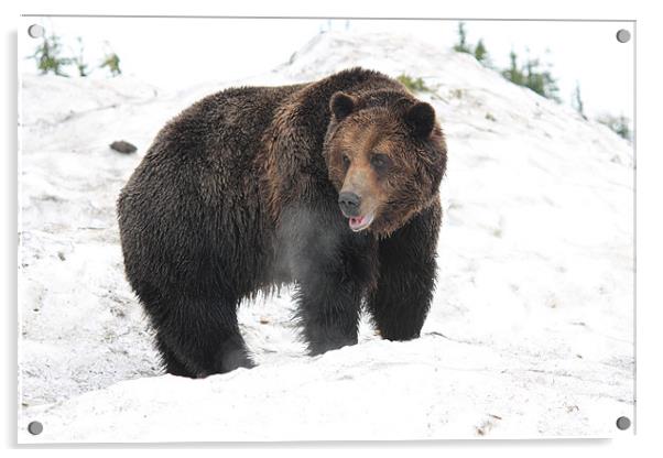 NA grizzly bear in snow Acrylic by Wally Stubbs