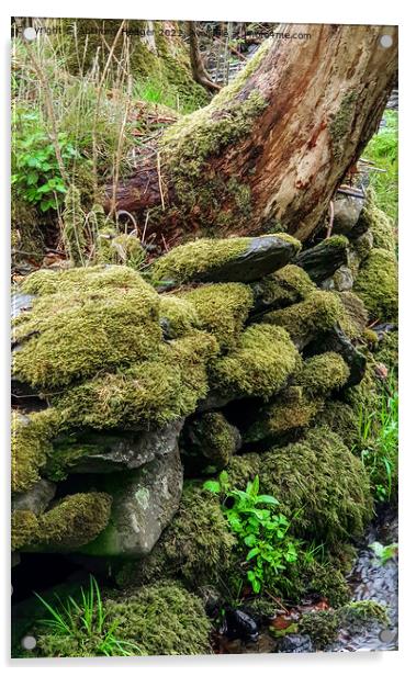 Moss covered wall Acrylic by Anthony Hedger