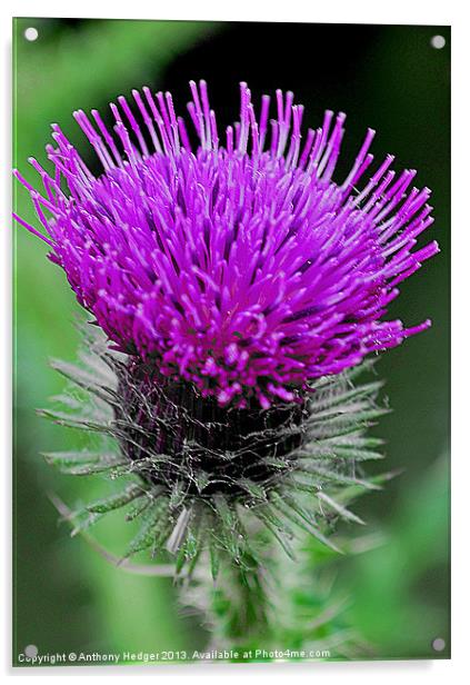 The Thistle Acrylic by Anthony Hedger