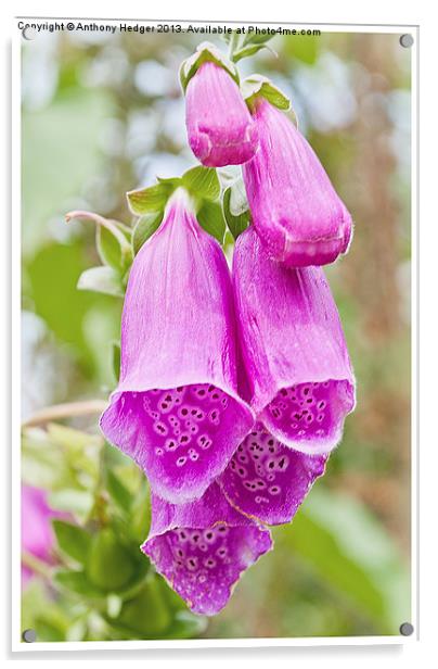 FOXGLOVES Acrylic by Anthony Hedger