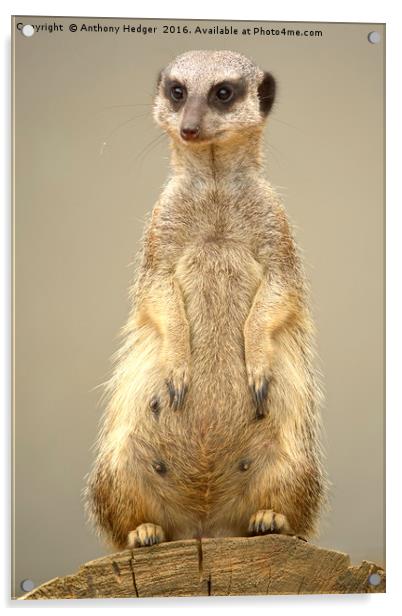 The Posing Meerkat Acrylic by Anthony Hedger