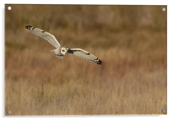 short eared owl hunting Acrylic by Andy Allen