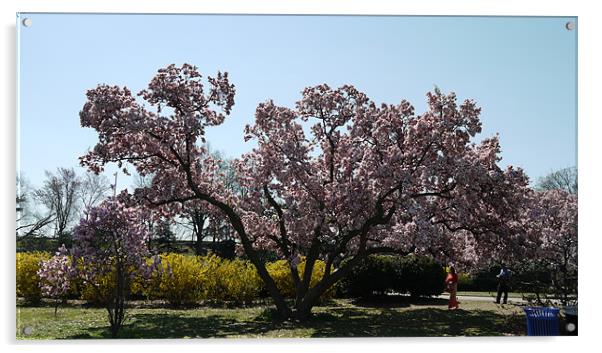 Magnolia Blossom Acrylic by Rong  Kruckner