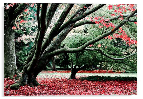 Autumn Leaves Westonbirt Acrylic by JG Mango