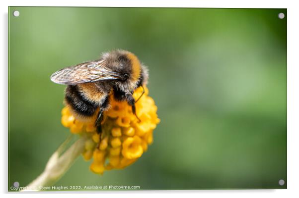 Bee on orange ball Buddleia Acrylic by Steve Hughes