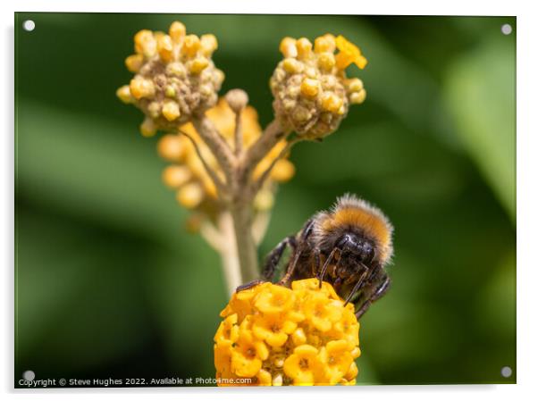 Bee macro Acrylic by Steve Hughes