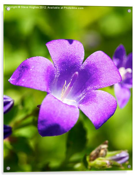 Tiny Purple Campanula Flower Acrylic by Steve Hughes