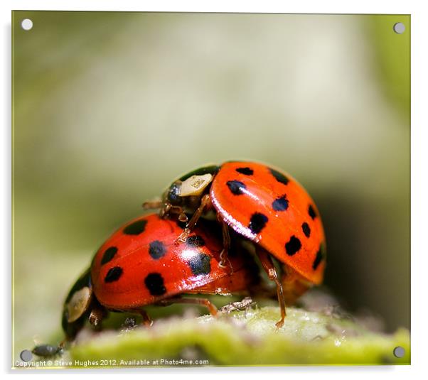 Ladybird Love Bugs Acrylic by Steve Hughes