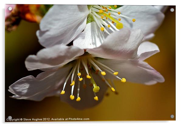 Cherry Blossom floral canvas print Acrylic by Steve Hughes