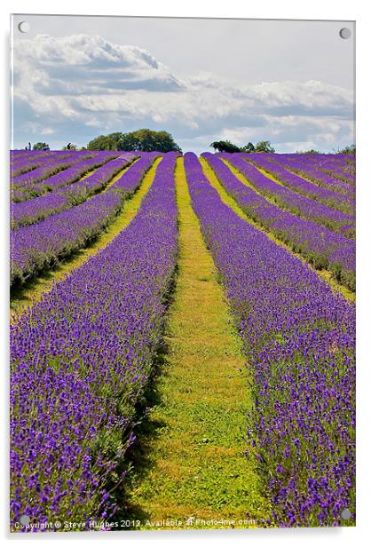 Mayfield Lavender Fields Surrey Acrylic by Steve Hughes