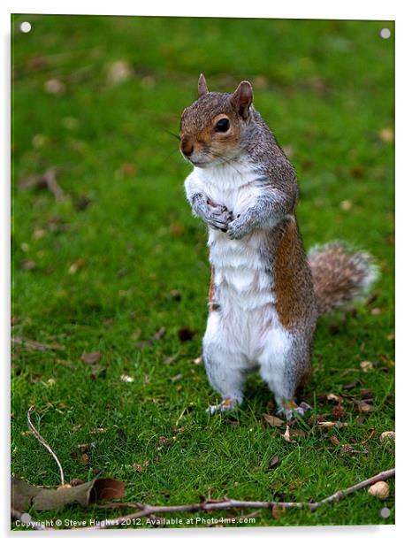 Grey Squirrel begging for food Acrylic by Steve Hughes