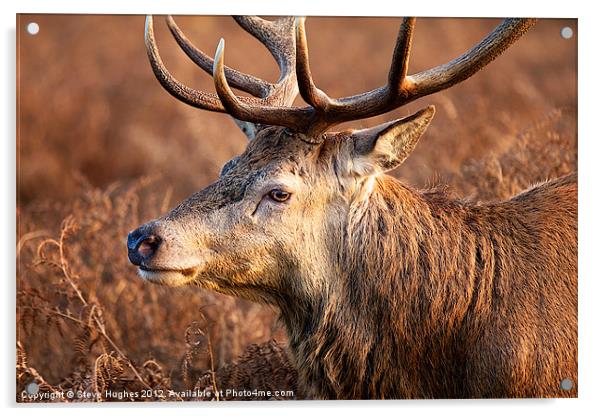 Bushy Royal Park Deer Stag Acrylic by Steve Hughes