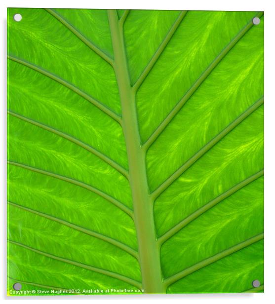 natural green leaf backlit Acrylic by Steve Hughes
