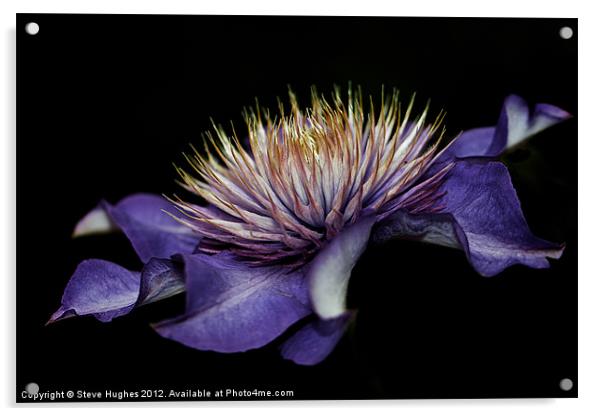 Purple Clematis flower Acrylic by Steve Hughes