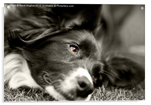 Loveable Rescued Border Collie dog Acrylic by Steve Hughes